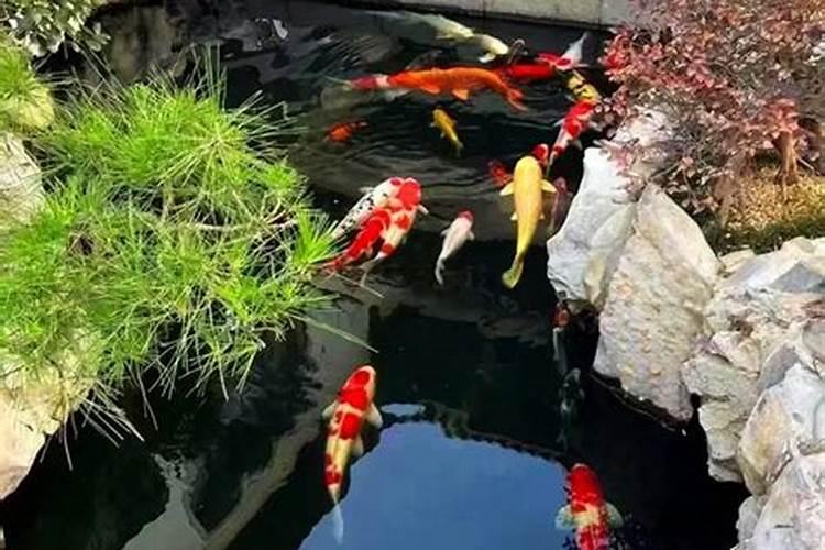 把锦鲤养死了会影响运势吗？