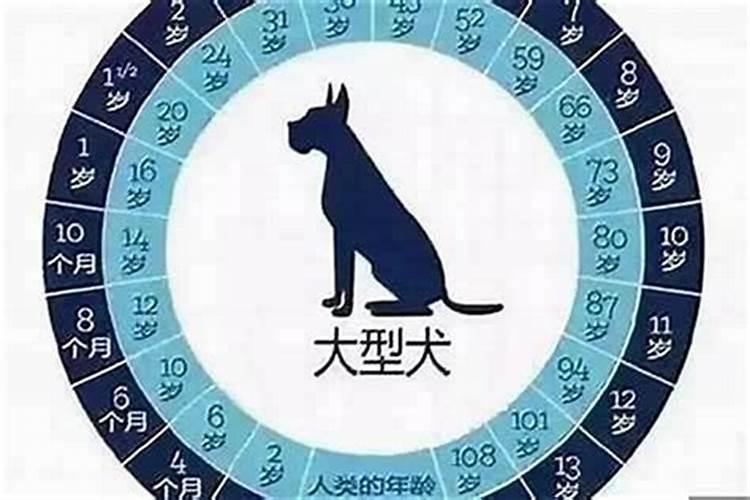 58年的狗今年的运势