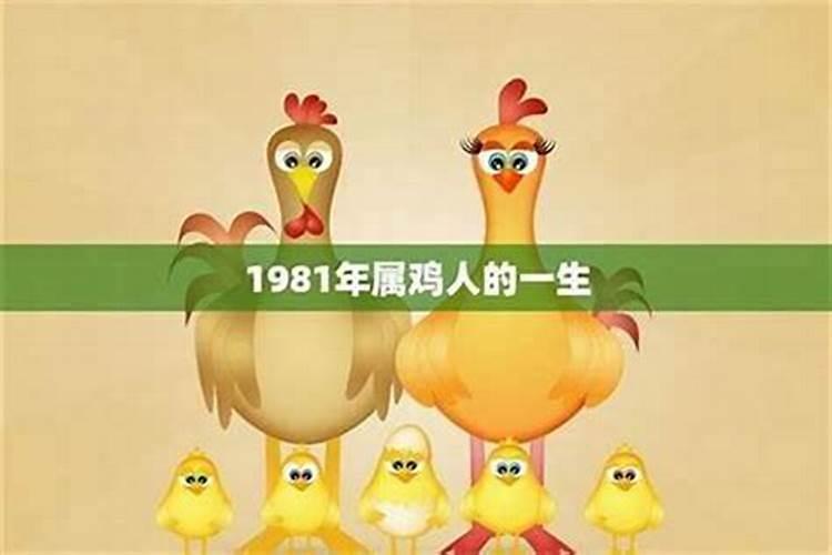 今年81年的鸡的运程