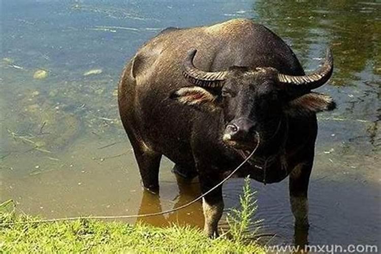 梦见水牛是什么预兆？