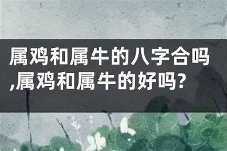 两人都属牛八字合不合