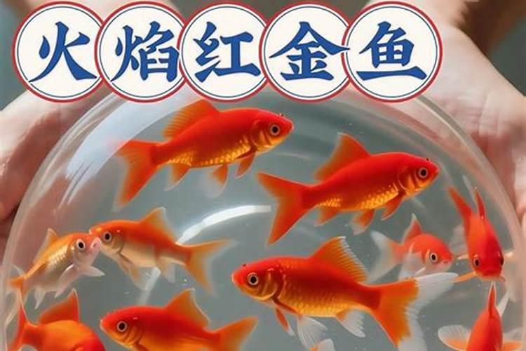 火命适合养鱼吗？