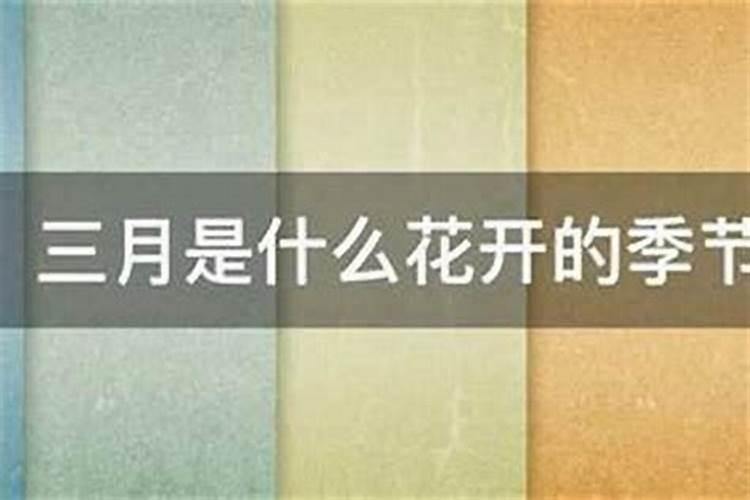 三月十五生辰花是什么意思？