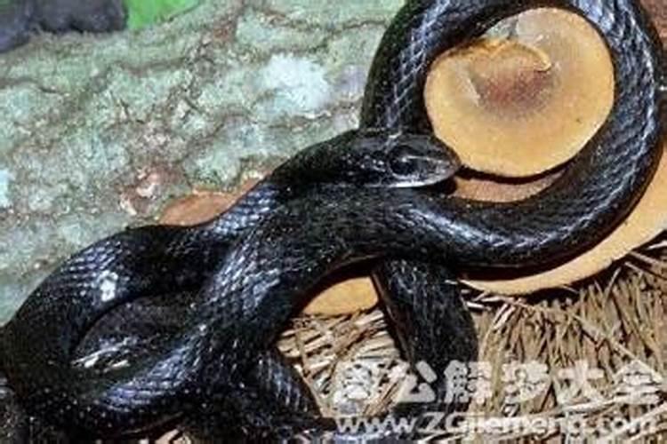 梦见蛇缠身上怎么回事？