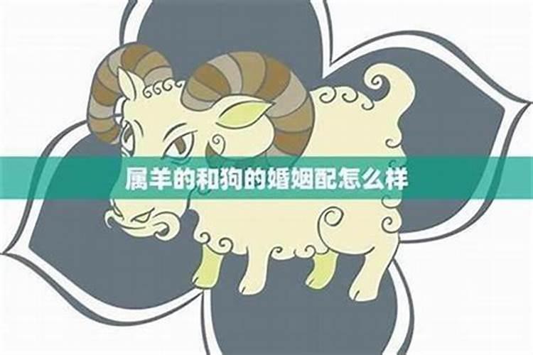 属相婚配狗和羊怎么样？