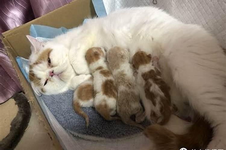 冬至出生的小奶猫