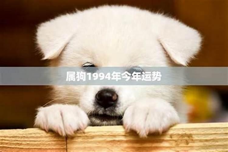 属狗今年的年运势如何？