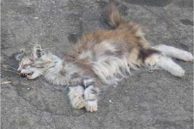 梦见死去的猫又死了
