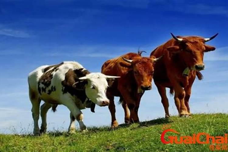 梦见很多牛好不好好的？