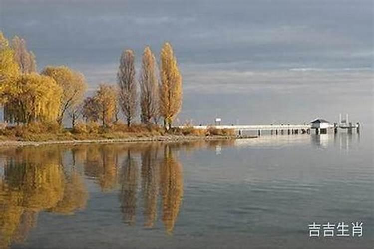 1981年出生的在2026年运程