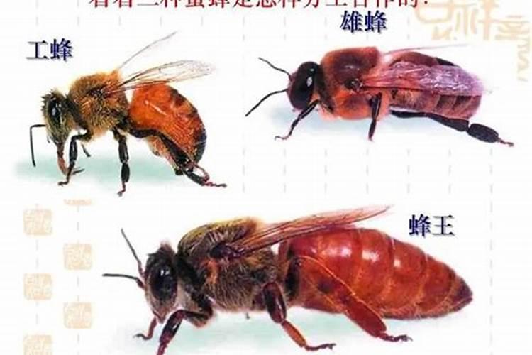 梦见蜂王什么意思？