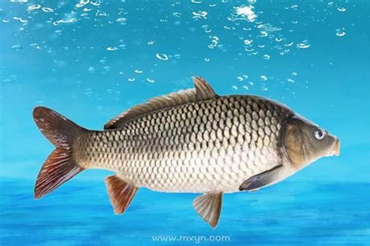 梦见大鲤鱼是什么征兆？