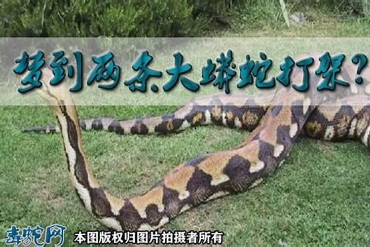梦到大蟒蛇缠身预示着什么？