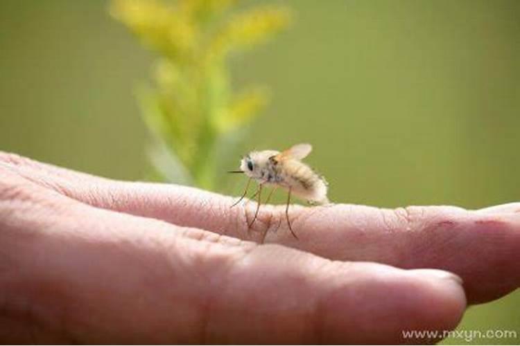 梦见很多虫虫是什么意思？