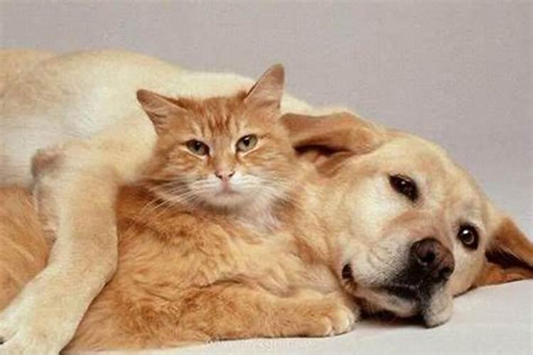 梦见猫和狗是什么预兆？
