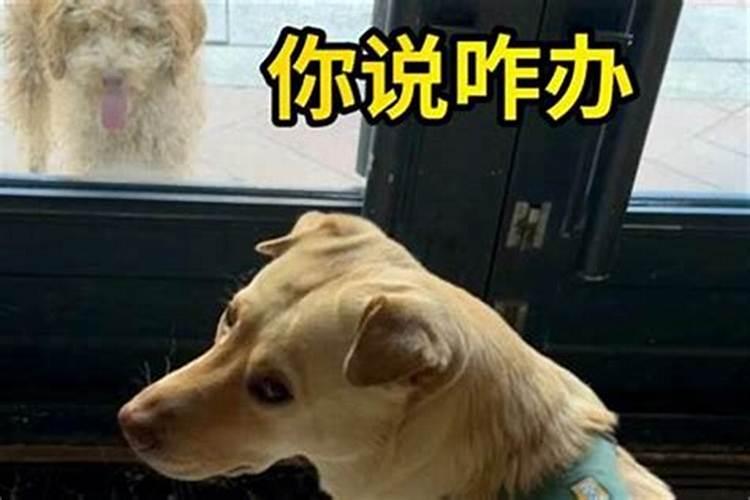 梦到自己捡了一只小狗是啥意思？
