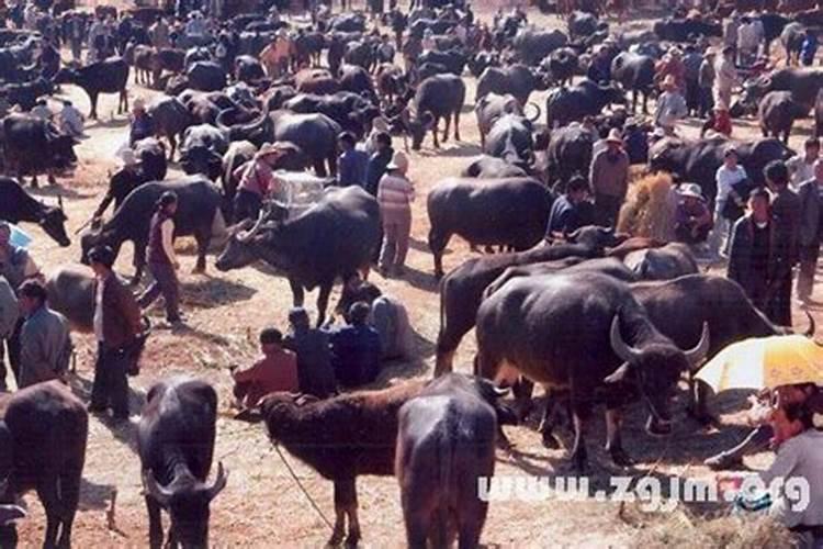 梦见牲畜死是什么意思？