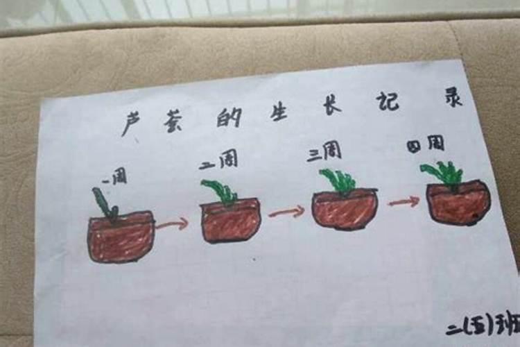 太岁如何养才能长得快？