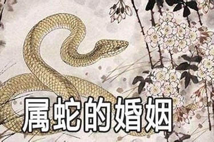 都是属蛇的结婚合婚吗？