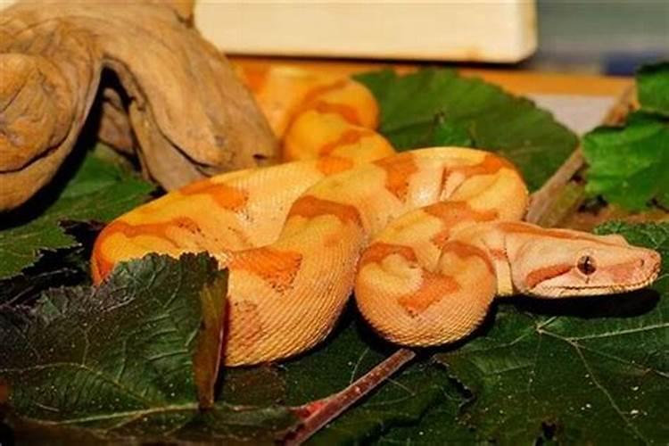 梦见蟒蛇是什么梦境？