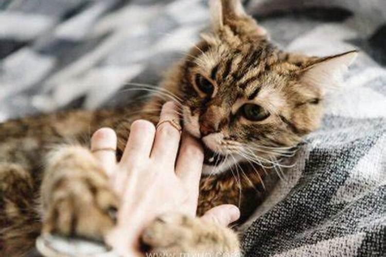 梦见猫咬我手出血了是什么意思？