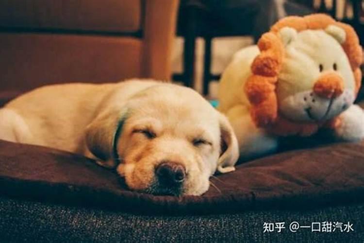 狗狗做梦吗？