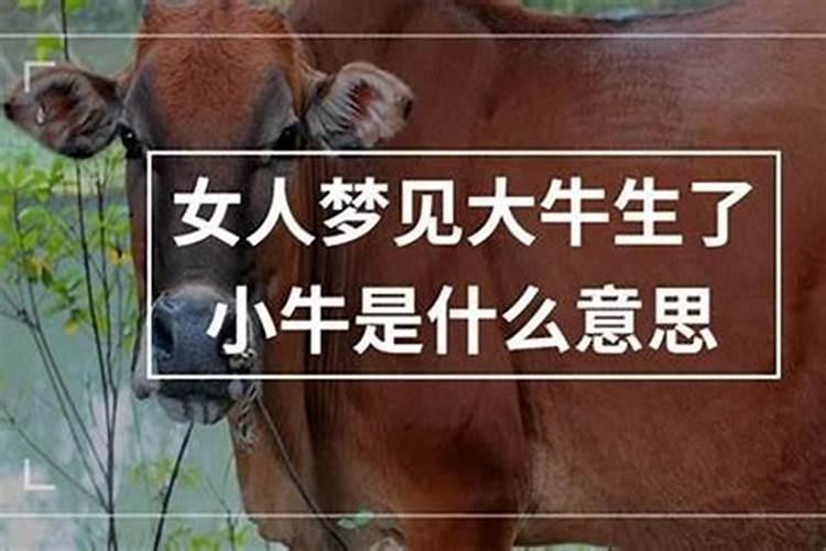 梦见牛生小牛是胎梦吗？