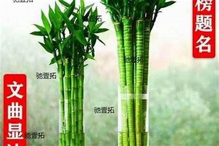 文昌位上竹子养几根好？