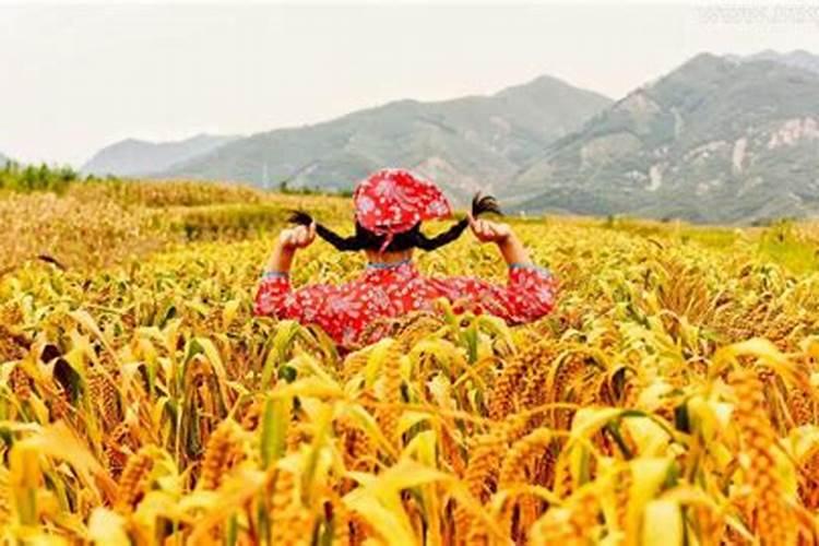 梦见割谷子遇见蚂蜂窝