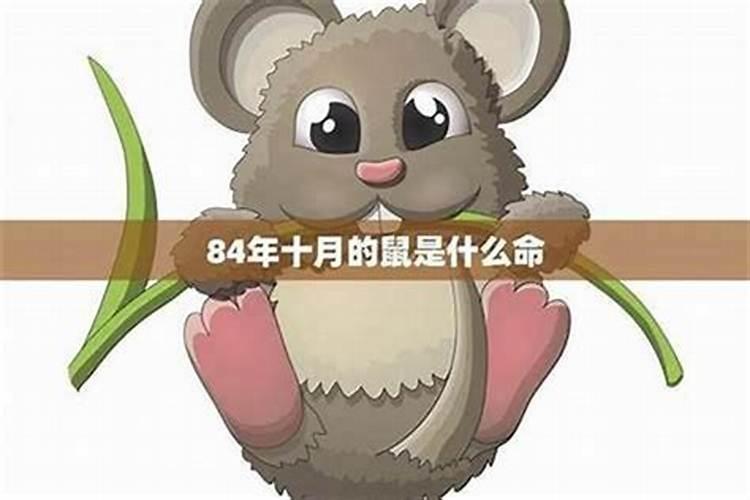 出生农历十月初一的鼠