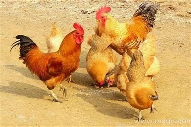 梦见鸡是什么意思？