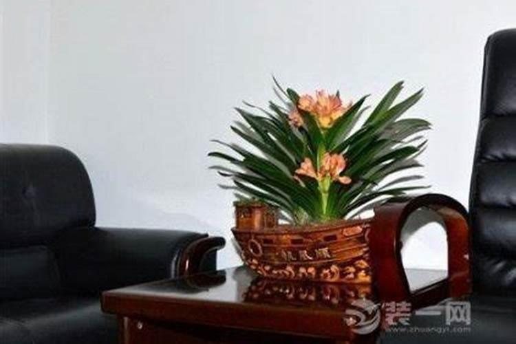 什么植物招贵人相助？