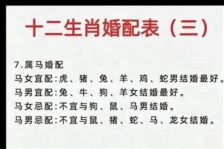 属马人找对象