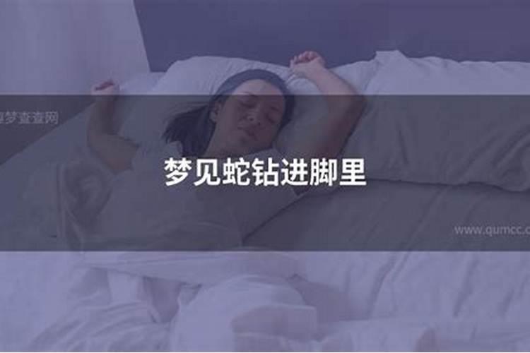 梦见蛇钻进自己腿里拽不出来