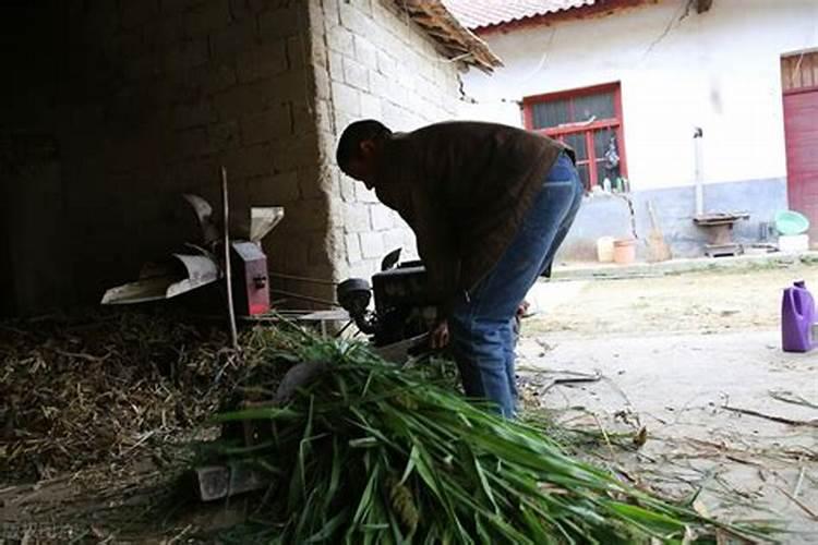 梦见老房子养了几头牛？