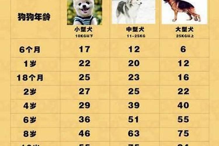 生肖狗跟什么属相最配？