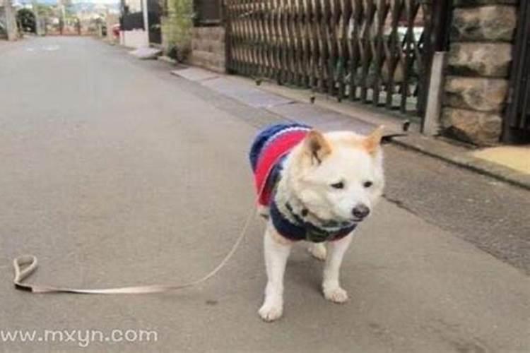 梦见丢了狗是什么意思？