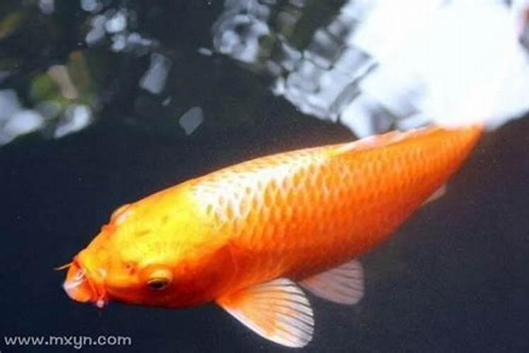 梦到自己抱了一条鱼