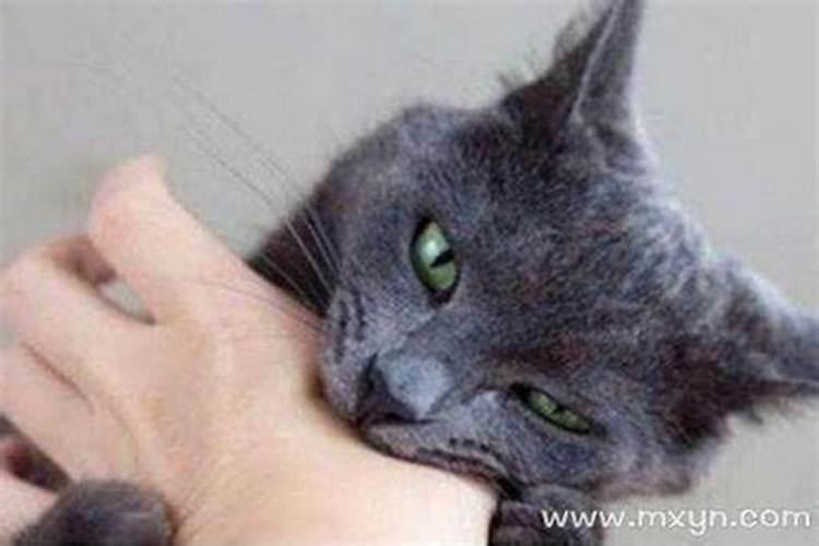梦见猫和我说话是什么预兆？
