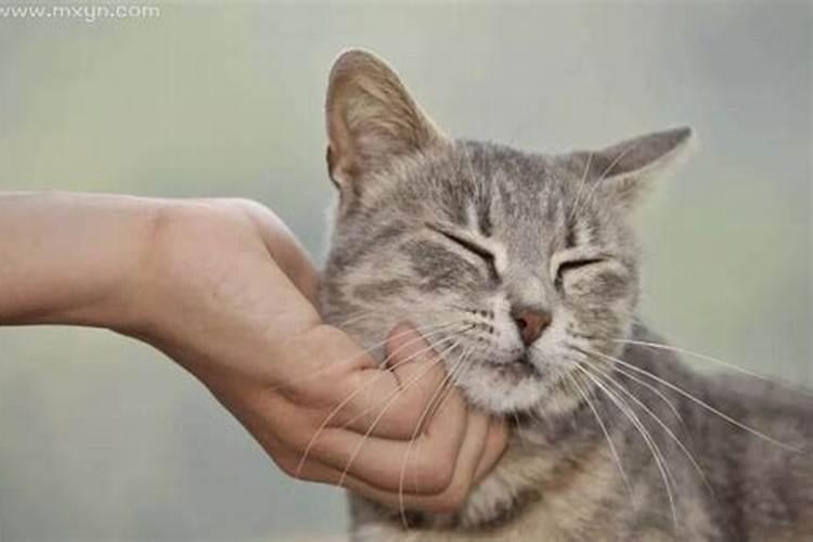 梦见猫抱着自己的手