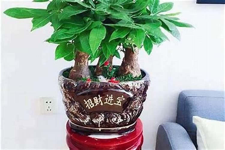 提升贵人运的植物