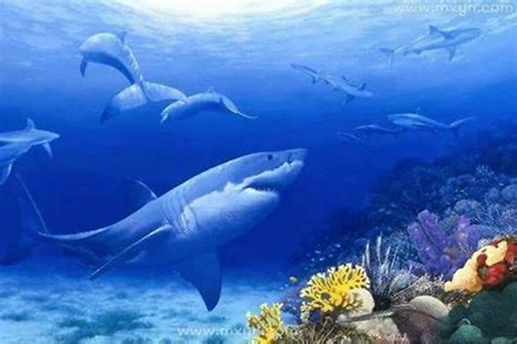 梦见动物在海里奔跑什么意思？