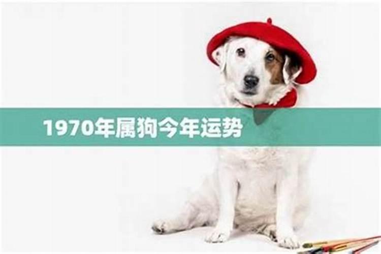 70年的出生的狗今年的运势