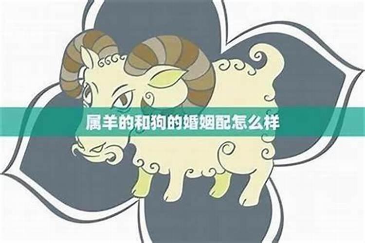 兔与羊属相婚配可以吗？