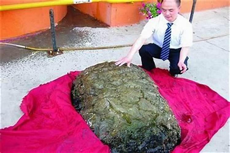挖地碰着太岁了怎么破？
