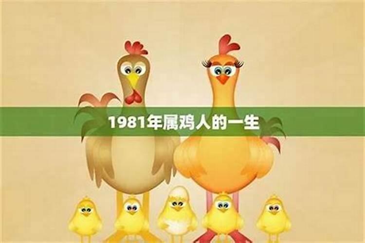 属鸡人一生的运势