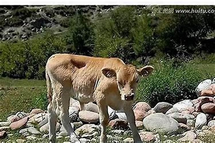 梦到牛生小牛预示着什么梦境？