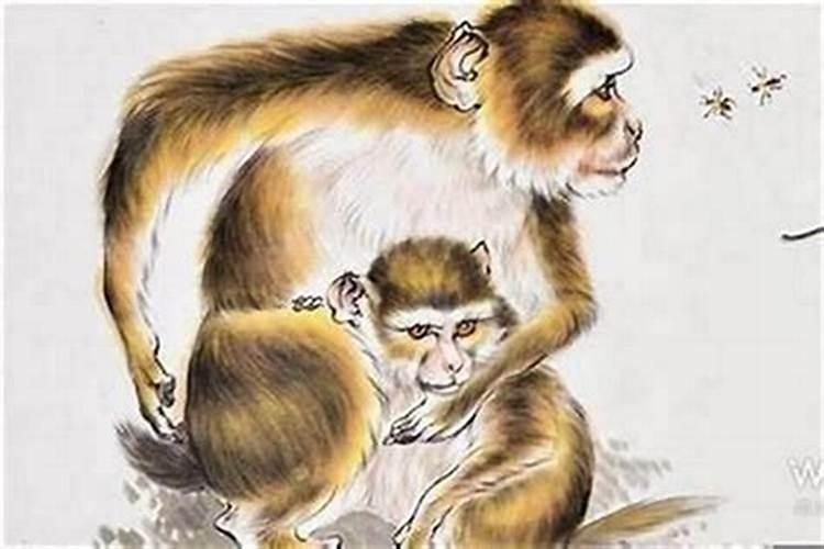 龙和猴合婚吗怎么样？