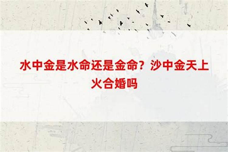火命蛇和金命羊合婚吗？