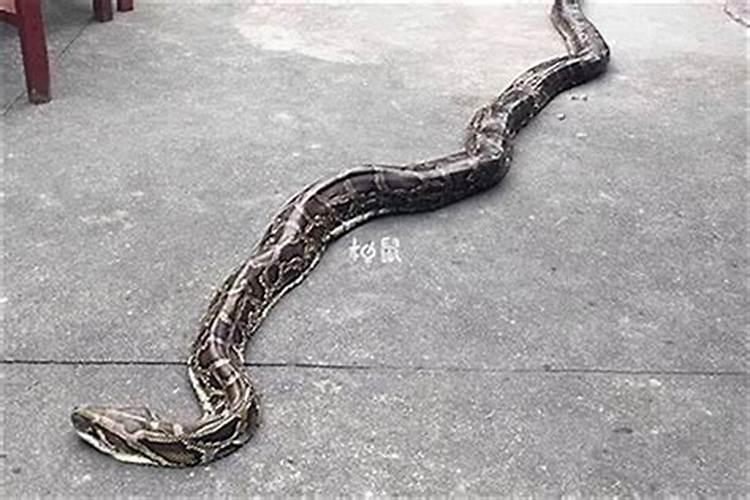 梦到蟒蛇在房子上爬